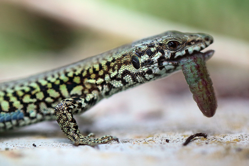 Podarcis muralis